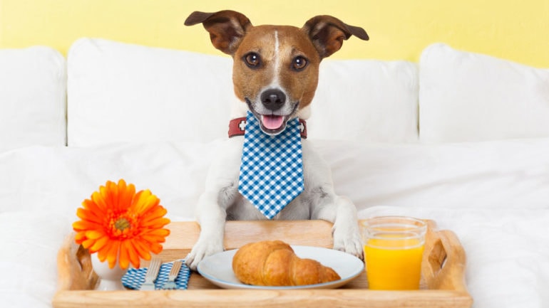 EVCİL HAYVAN KABUL EDEN OTEL VE KAMPLAR