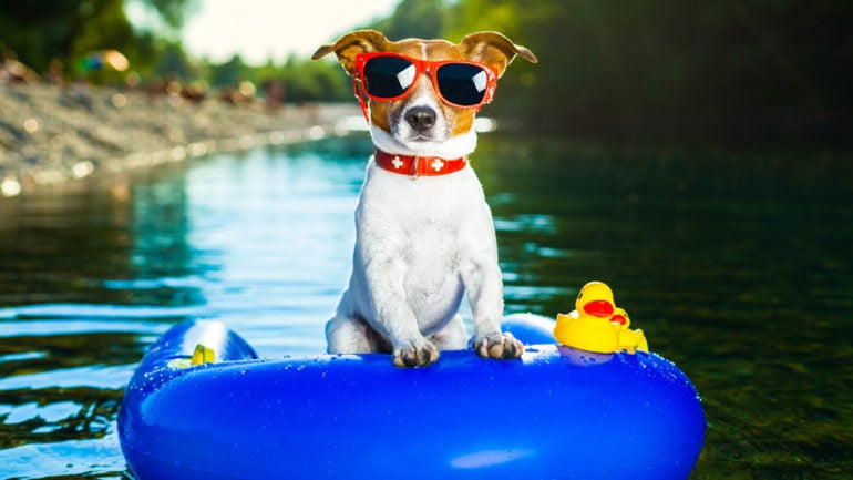 EVCİL HAYVANLA TATİL – KÖPEK VE DENİZ