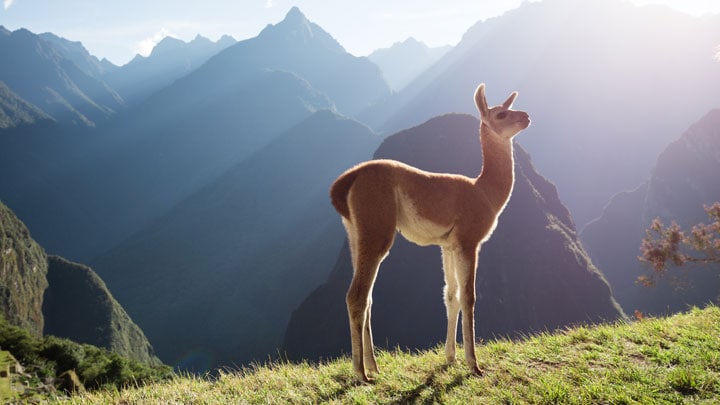 peru-lama